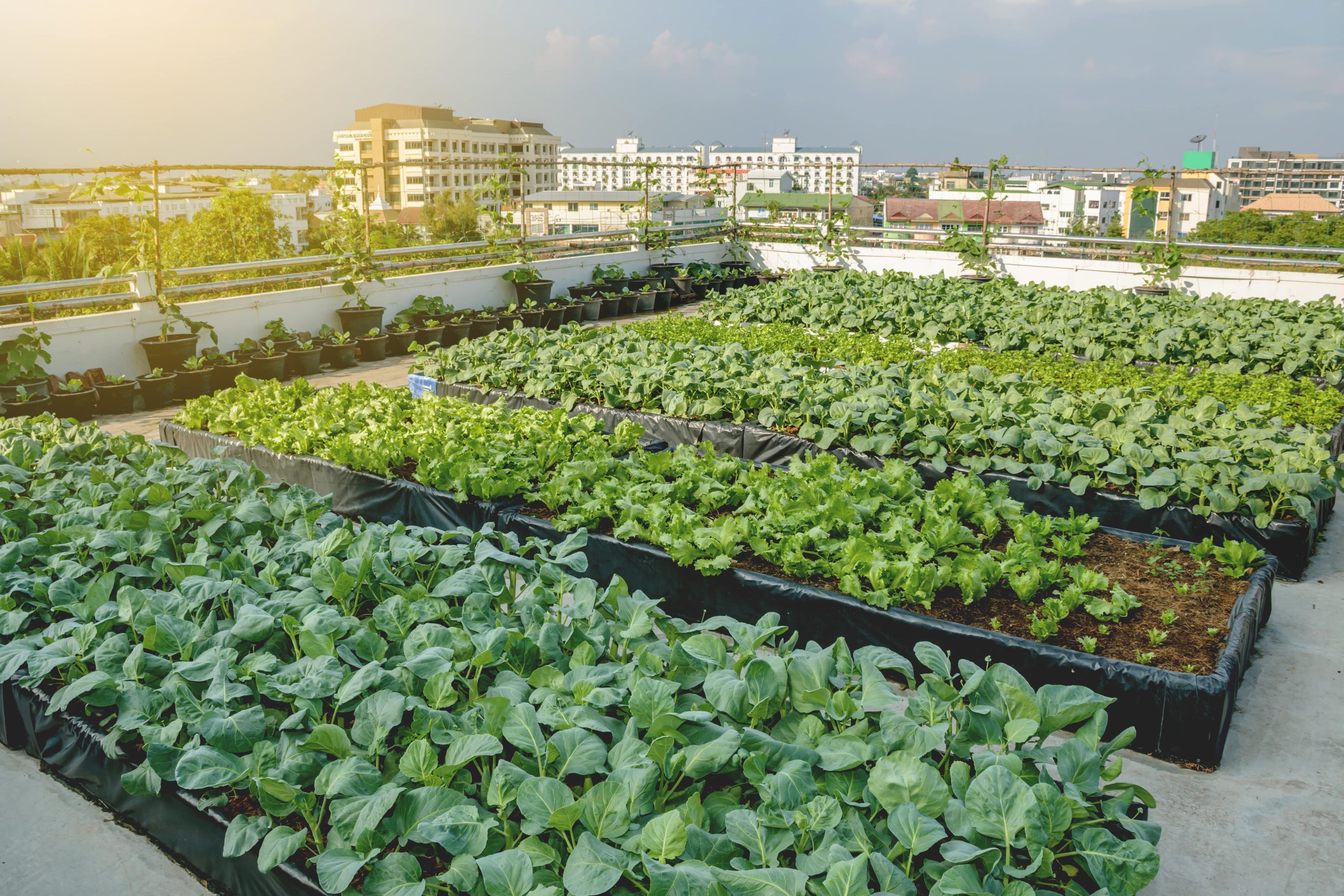 Contoh Urban Farming: Lebih dari Sekadar Berkebun di Kota