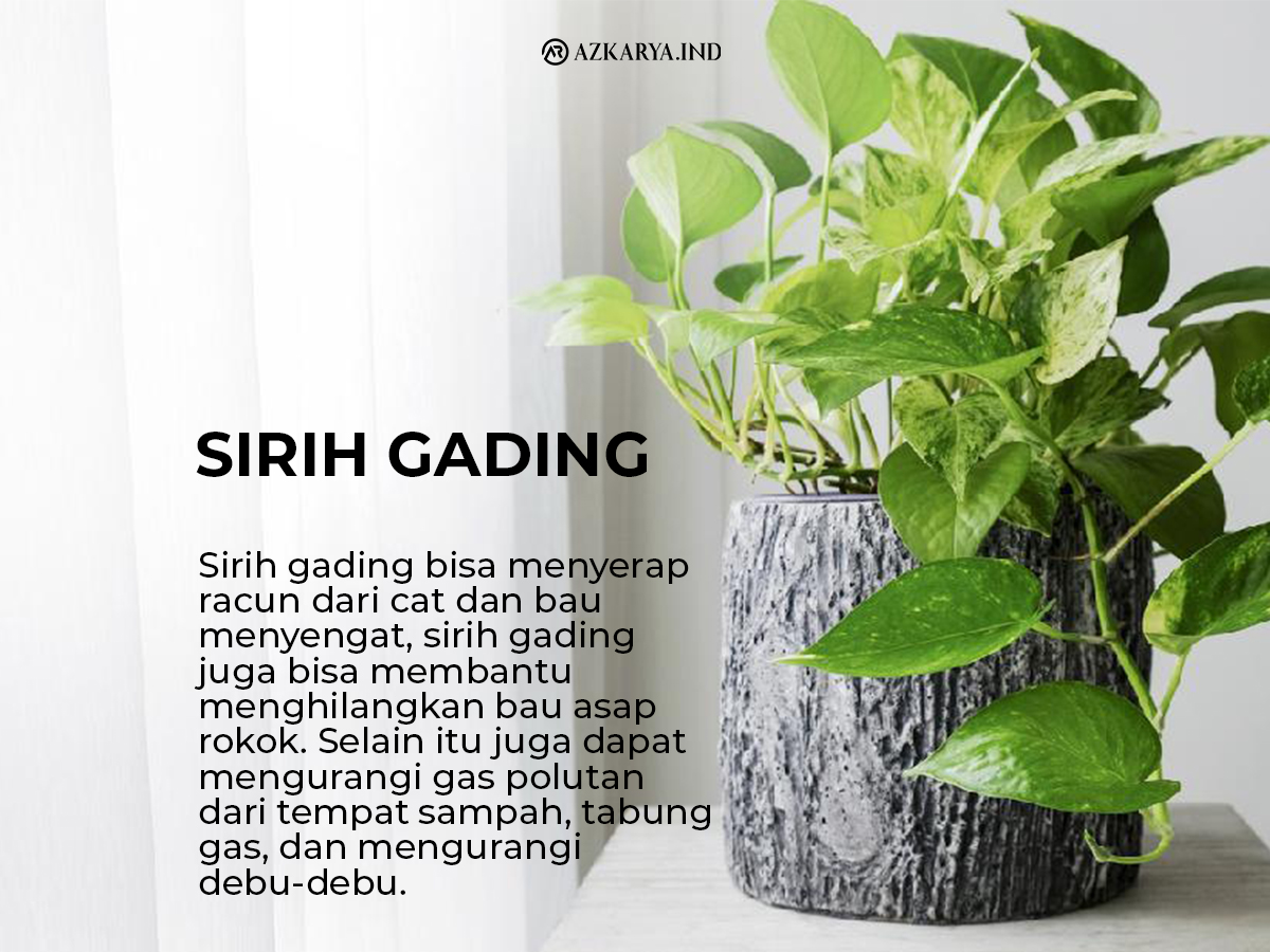 Tanaman Hias: Penyejuk Alami Rumah Anda?
