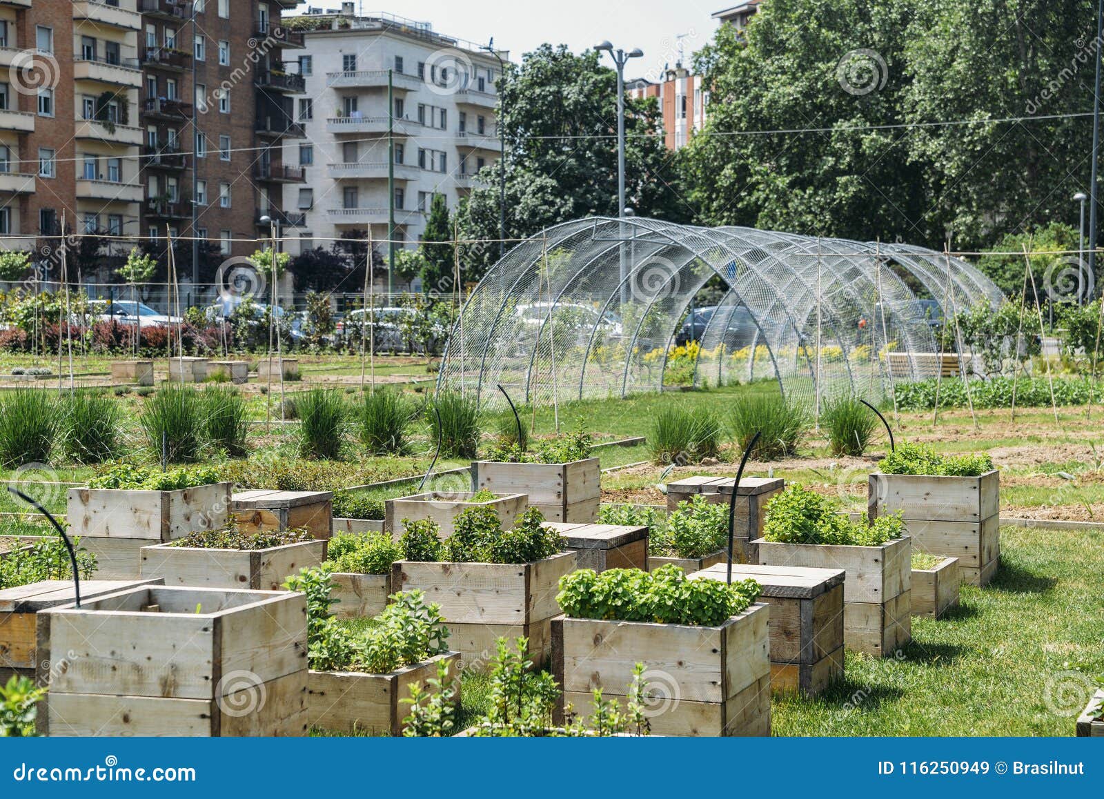 Urban Farming: Solusi Berkelanjutan untuk Masa Depan Kota?