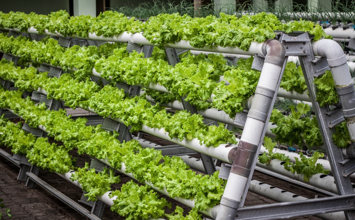 Urban Farming: Apa Itu dan Mengapa Penting?