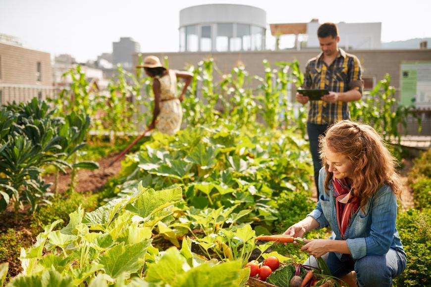 Urban Farming di San Francisco: Menjawab Tantangan Kota dengan Pertanian Lokal