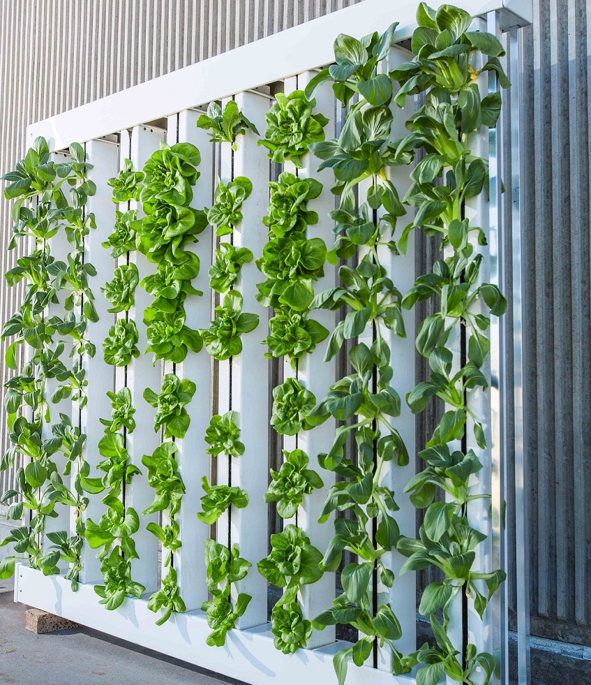 Urban Farming Vertical Hidroponik: Solusi Pangan di Lahan Terbatas?
