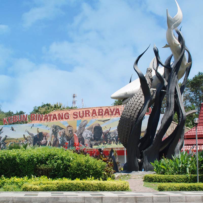 Kebun Binatang Surabaya: Lebih dari Sekadar Koleksi Hewan?